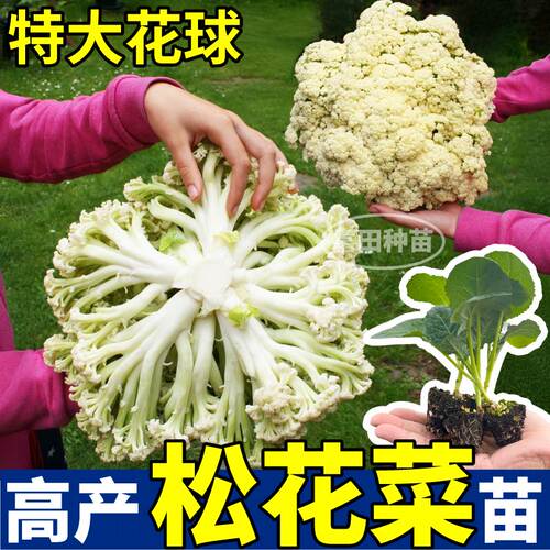 寿光松花菜苗秧带土苗场直发四季庭院可种西兰花紫花菜甘蓝包菜苗