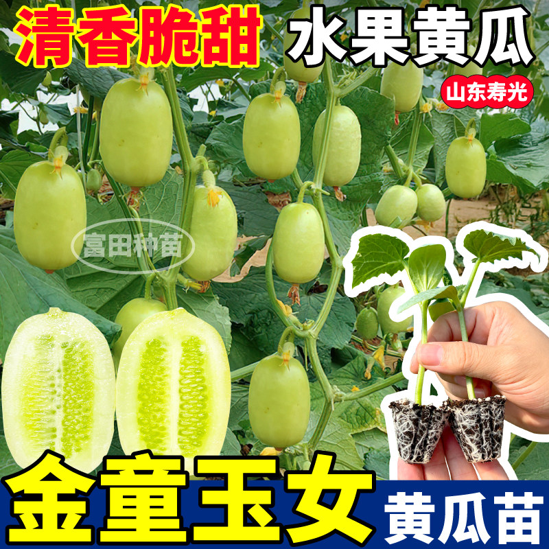 金童玉女黄瓜苗秧四季清香脆甜水果黄瓜种子阳台小院盆栽抗病高产