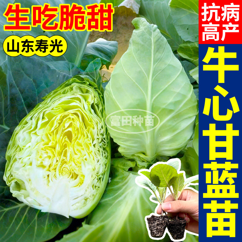 牛心甘蓝苗秧四季高产大头菜甘蓝苗阳台小院大田蔬菜尖包菜种子