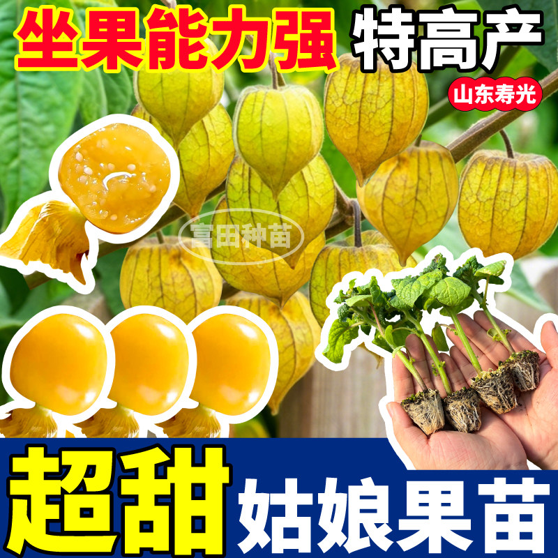 超甜黄姑娘果苗秧奶香大果四季特高产黄紫菇娘果种子阳台小院盆栽,鲜花速递/花卉仿真/绿植园艺,种苗/半成品盆栽,淘宝优惠券,粉丝福利购,淘宝优惠卷