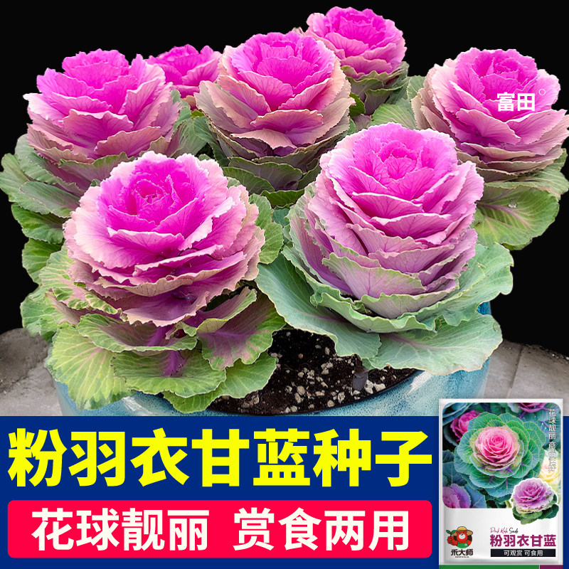 粉羽衣甘蓝种子观赏观叶花卉绿紫羽衣甘蓝蔬菜种籽庭院阳台种植