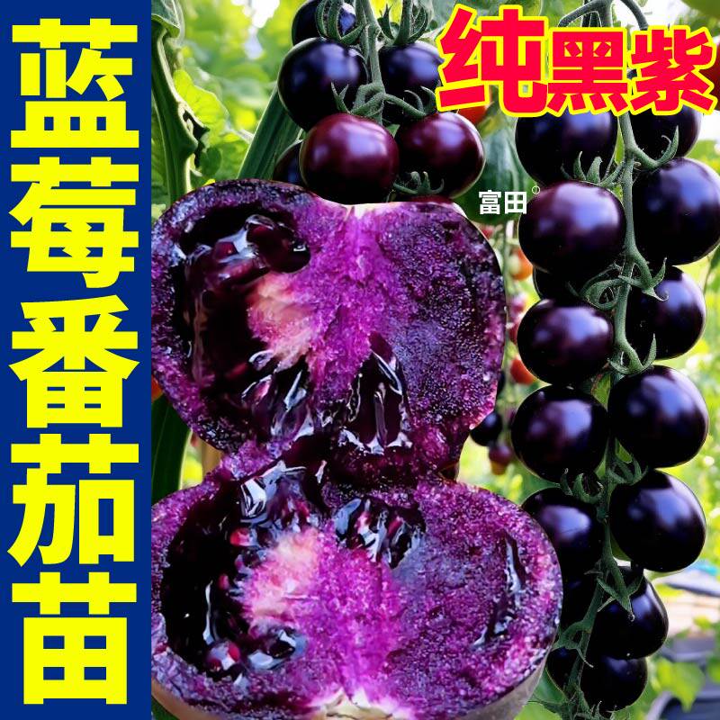 山东寿光蓝莓番茄苗秧黑玫瑰红千禧番茄种子青甜爆汁四季高产盆栽