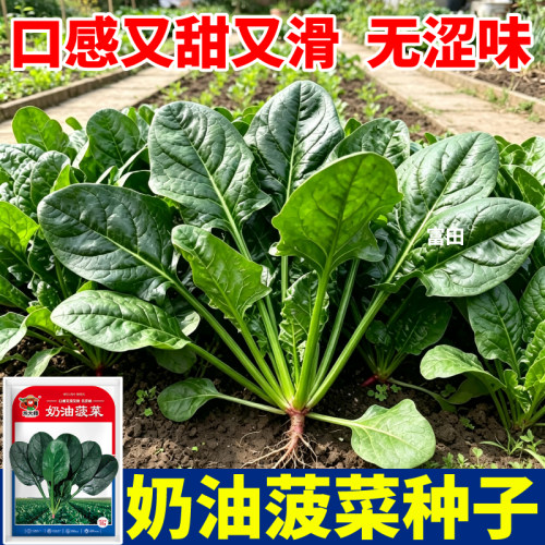 奶油菠菜种子口感鲜嫩可越冬