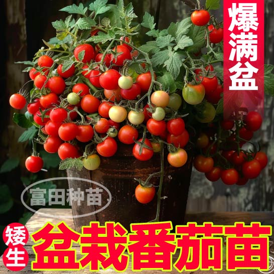 阳台盆栽矮生番茄苗秧红黄黑果樱桃小番茄柿子种子圣女果四季带土图片