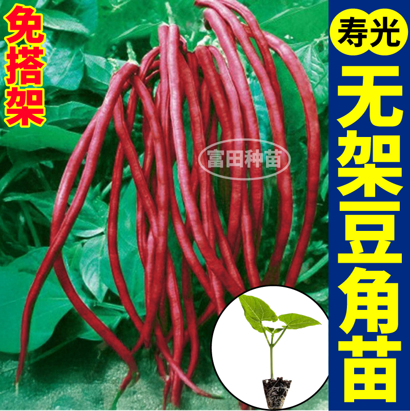 无架红豆角苗秧四季高产免搭架红绿豆角种子阳台小院盆栽带土球