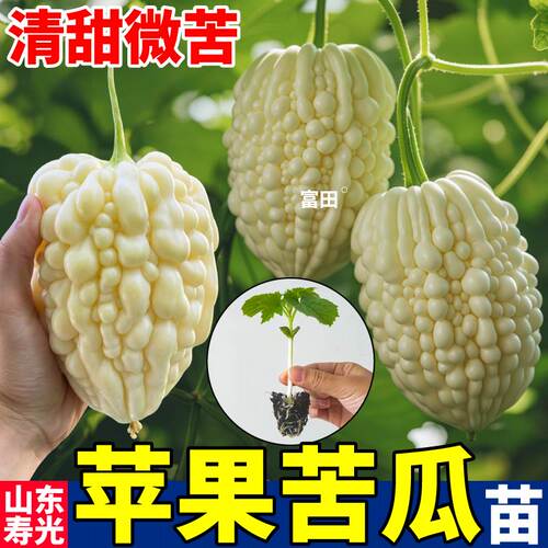 山东寿光苹果苦瓜苗秧水果珍珠白玉苦瓜绿剑金癞瓜种子庭院高产