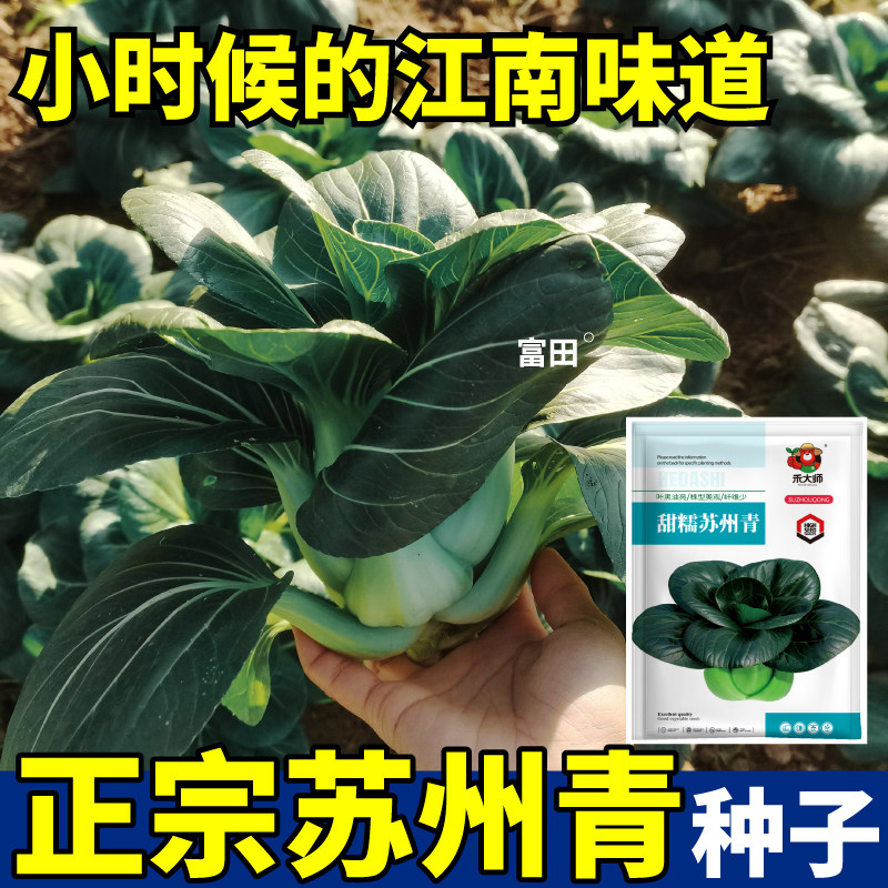 甜糯苏州青种子当季新种叶黑油亮蔬菜种籽可持续采收耐寒耐热庭院