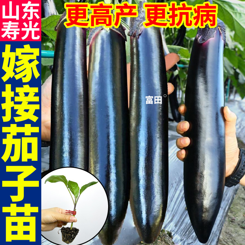 山东寿光嫁接茄子苗秧四季高产阳台庭院蔬菜苗黑圆茄大龙长茄种子