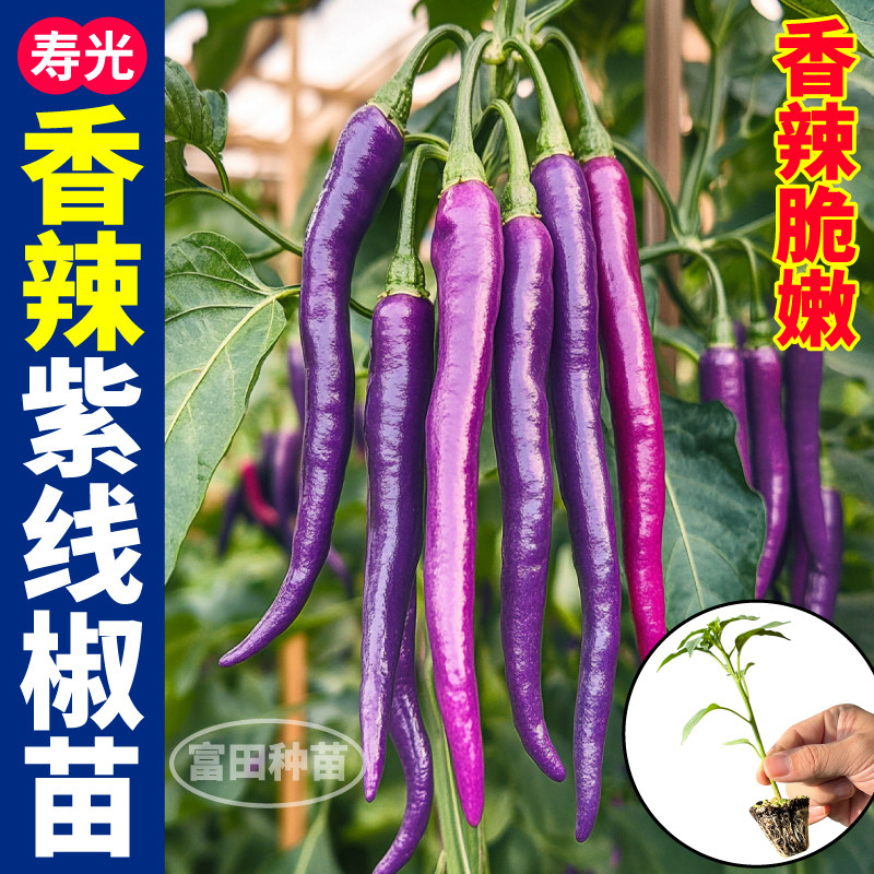 寿光紫线椒苗秧带土球香辣高产四季阳台小院盆栽黄线椒辣椒种子