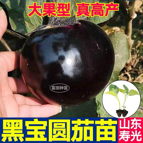 寿光大果黑宝圆茄苗秧紫黑圆茄长茄油亮肉厚高产茄子种子四季盆栽