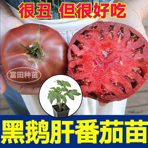 爆甜沙瓤黑鹅肝番茄苗秧丑柿子黑牛排红牛排种子阳台盆栽带土高产