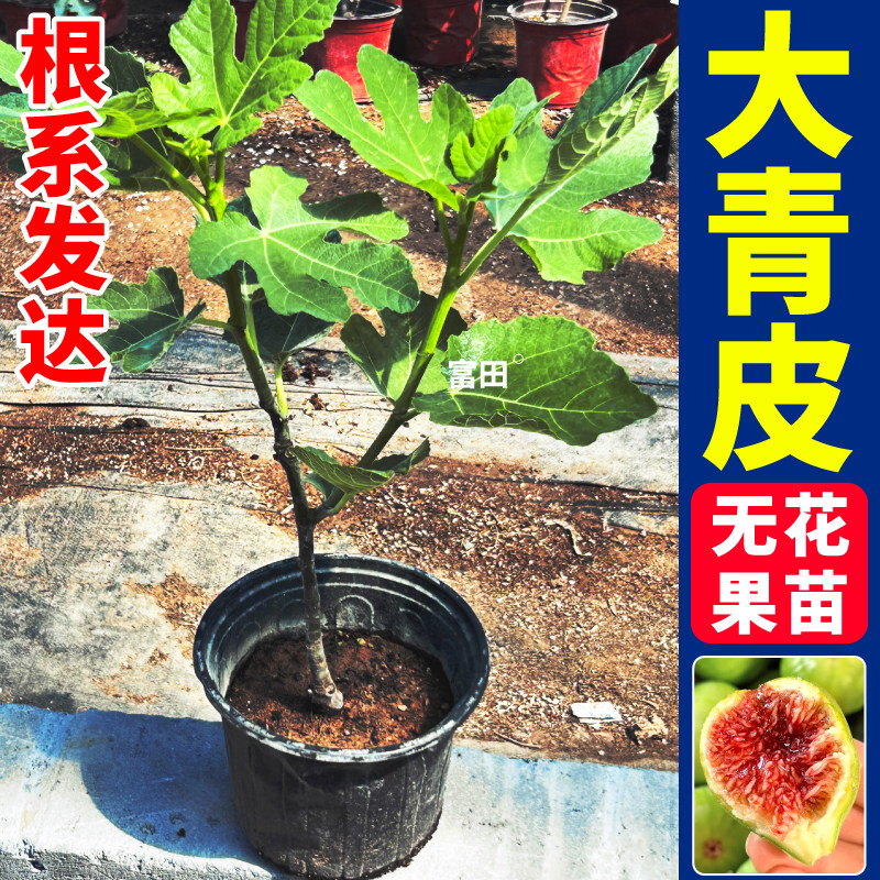 青皮无花果树苗耐寒根系发达