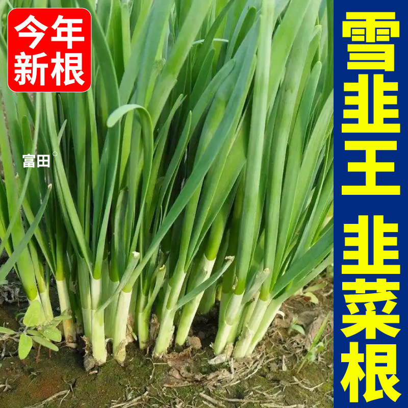 雪韭菜根宽叶韭菜根苗现挖头茬粗韭菜根四季盆栽阳台蔬菜苗