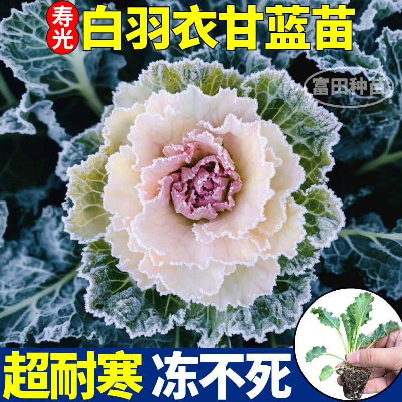 超耐寒白羽衣甘蓝苗秧紫绿粉羽衣甘蓝种子四季盆栽阳台盆栽带土球