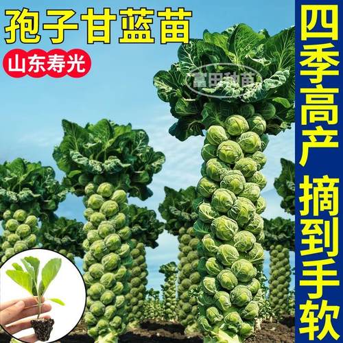 寿光高产孢子甘蓝苗秧包子甘蓝种子包菜迷你小抱子四季盆栽带土球