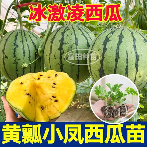 寿光超甜黄瓤小凤西瓜苗秧四季盆栽懒汉麒麟8424黄皮西瓜种子籽