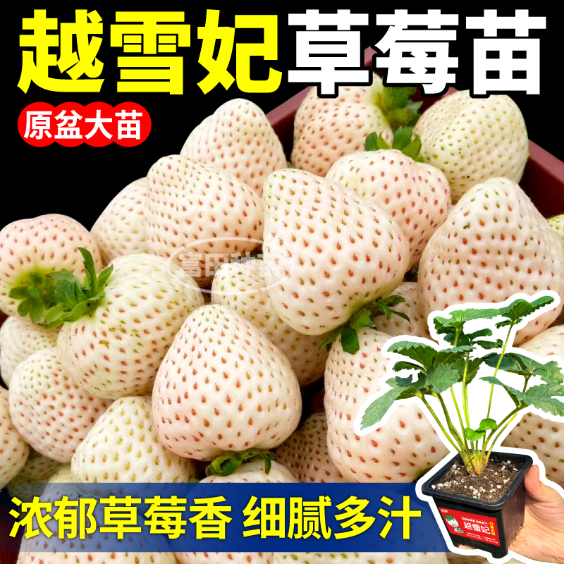 寿光越雪妃草莓苗秧原盆大苗浓郁草莓香根系旺四季阳台小院盆栽
