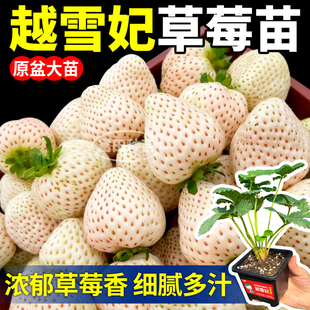 寿光越雪妃草莓苗秧原盆大苗浓郁草莓香根系旺四季阳台小院盆栽