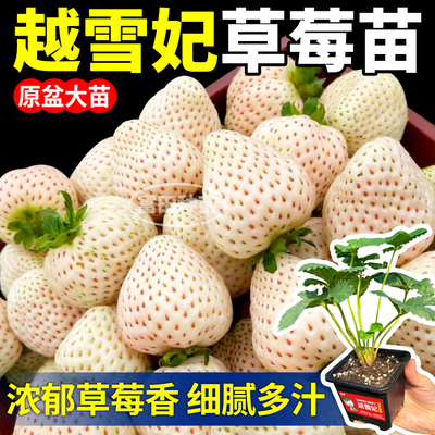 寿光越雪妃草莓苗秧原盆大苗浓郁草莓香根系旺四季阳台小院盆栽