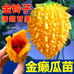 金癞瓜苗秧清甜甘美金铃子癞葡萄四季苹果绿苦瓜阳台小院盆栽种子