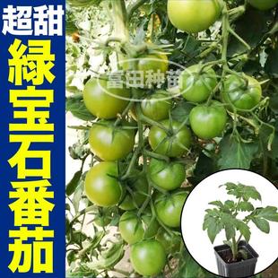 寿光超甜绿宝石番茄苗秧青口蜜小柿子种子春秋四季盆栽阳台带土球