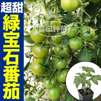 寿光超甜绿宝石番茄苗秧青口蜜小柿子种子春秋四季盆栽阳台带土球