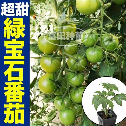 寿光超甜绿宝石番茄苗秧青口蜜小柿子种子春秋四季盆栽阳台带土球