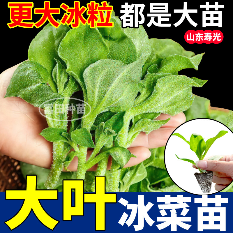 更大冰粒大叶冰菜苗秧四季重复采收蔬菜阳台小院盆栽冰菜种子寿光