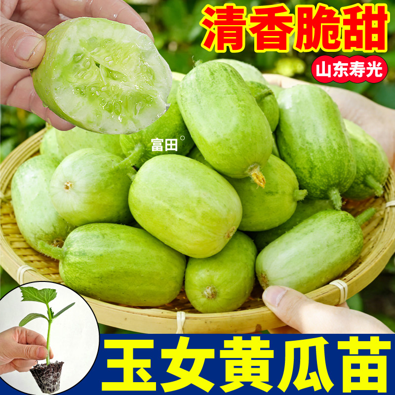 山东寿光金童玉女黄瓜苗秧脆甜迷你拇指小黄瓜种子阳台庭院盆栽