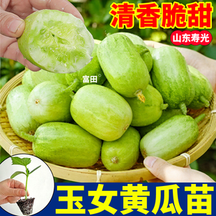 山东寿光金童玉女黄瓜苗秧脆甜迷你拇指小黄瓜种子阳台庭院盆栽