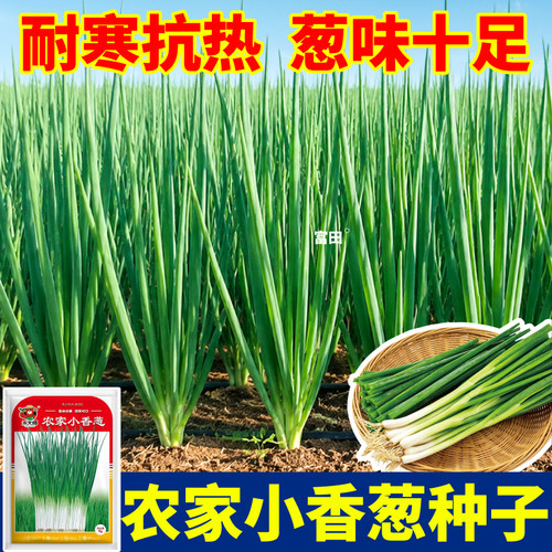 农家小香葱种子四季老品种浓香型香葱种籽阳台小院盆栽种植