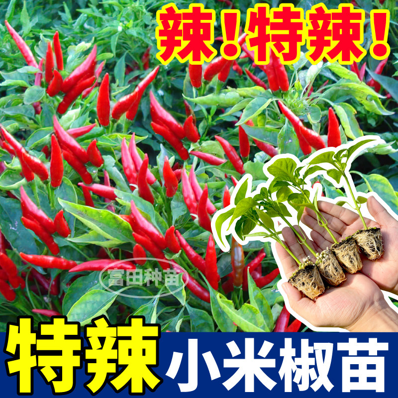 特辣红小米辣椒苗秧四季压趴架白红小米辣种子蔬菜阳台小院盆栽