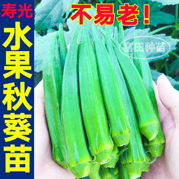不易老水果秋葵苗秧红秋葵黄秋葵四季盆栽阳台蔬菜种子耐老带土球