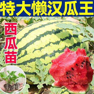 特大懒汉长龙西瓜苗秧沙瓤甘甜麒麟黄皮黄瓤小凤西瓜种子籽带土球