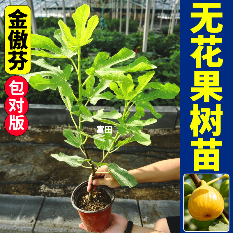 金傲芬盆栽无花果树苗产量高