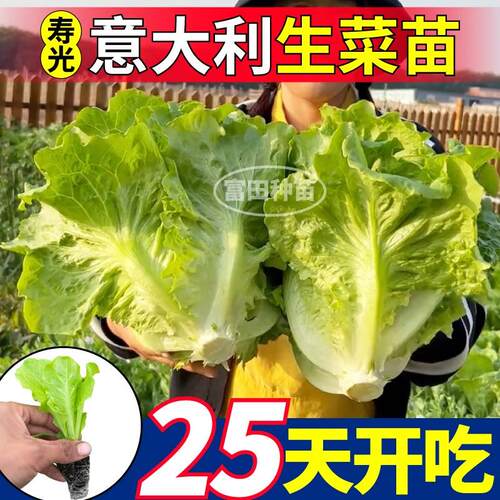 四季意大利生菜苗秧甜脆耐寒速生结球奶油红皱生菜种子盆栽带土球