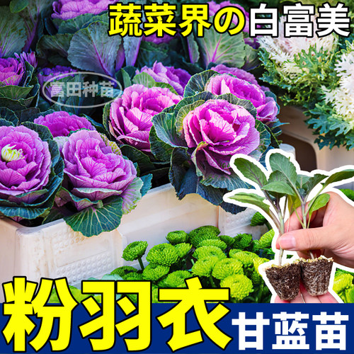 四季粉羽衣甘蓝苗秧营养蓝紫绿羽衣甘蓝耐寒高产盆栽阳台庭院种子