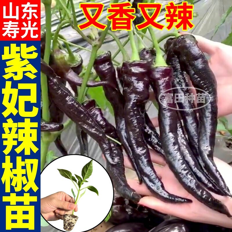 山东寿光紫妃辣椒苗秧高产四季阳台紫螺丝椒黑美人辣椒盆栽种子