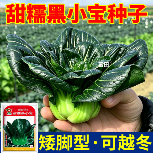 甜糯黑小宝种子矮脚型肉厚无筋