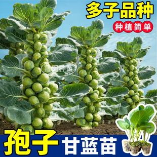寿光孢子甘蓝苗秧带土球耐寒耐热绿紫小甘蓝包菜种子四季 露天种植