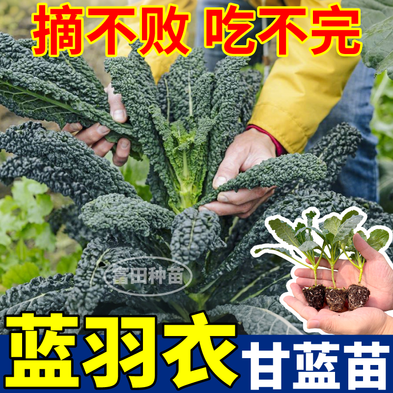 高产蓝羽衣甘苗营养皱叶菜四季耐寒粉紫绿羽衣甘蓝盆栽种子庭院