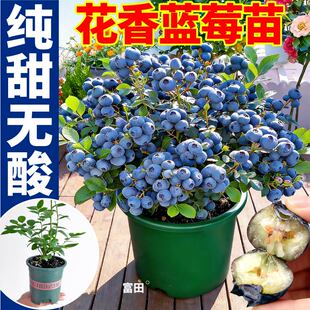 正宗花香蓝莓苗秧大果圆润清新脆甜盆栽苗F6蓝莓L25蓝莓盆栽苗秧