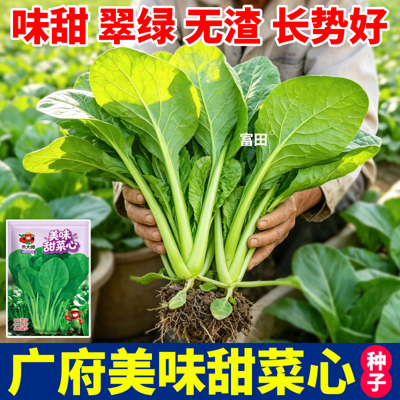 正宗广府甜菜心种子直立性好