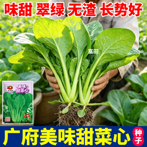 正宗广府甜菜心种子直立性好