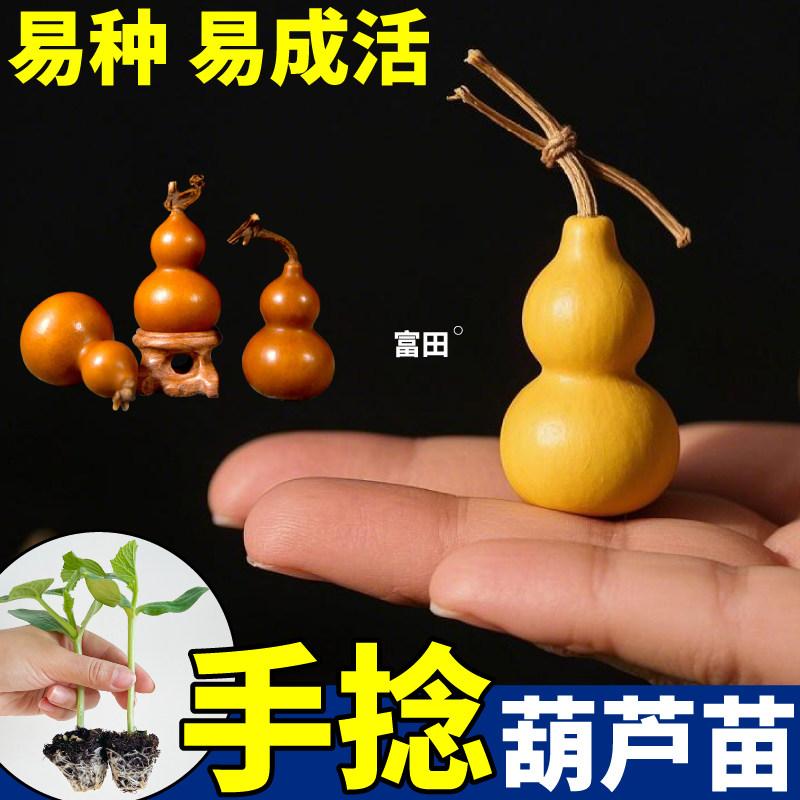 寿光文玩手捻葫芦苗秧苗场直发大酒小亚腰葫芦种子盆栽小院种植