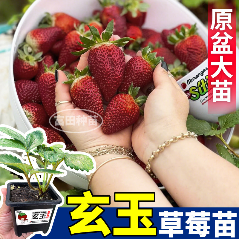 玄玉草莓苗秧原土原盆深红色草莓大苗四季阳台小院易种活口感独特