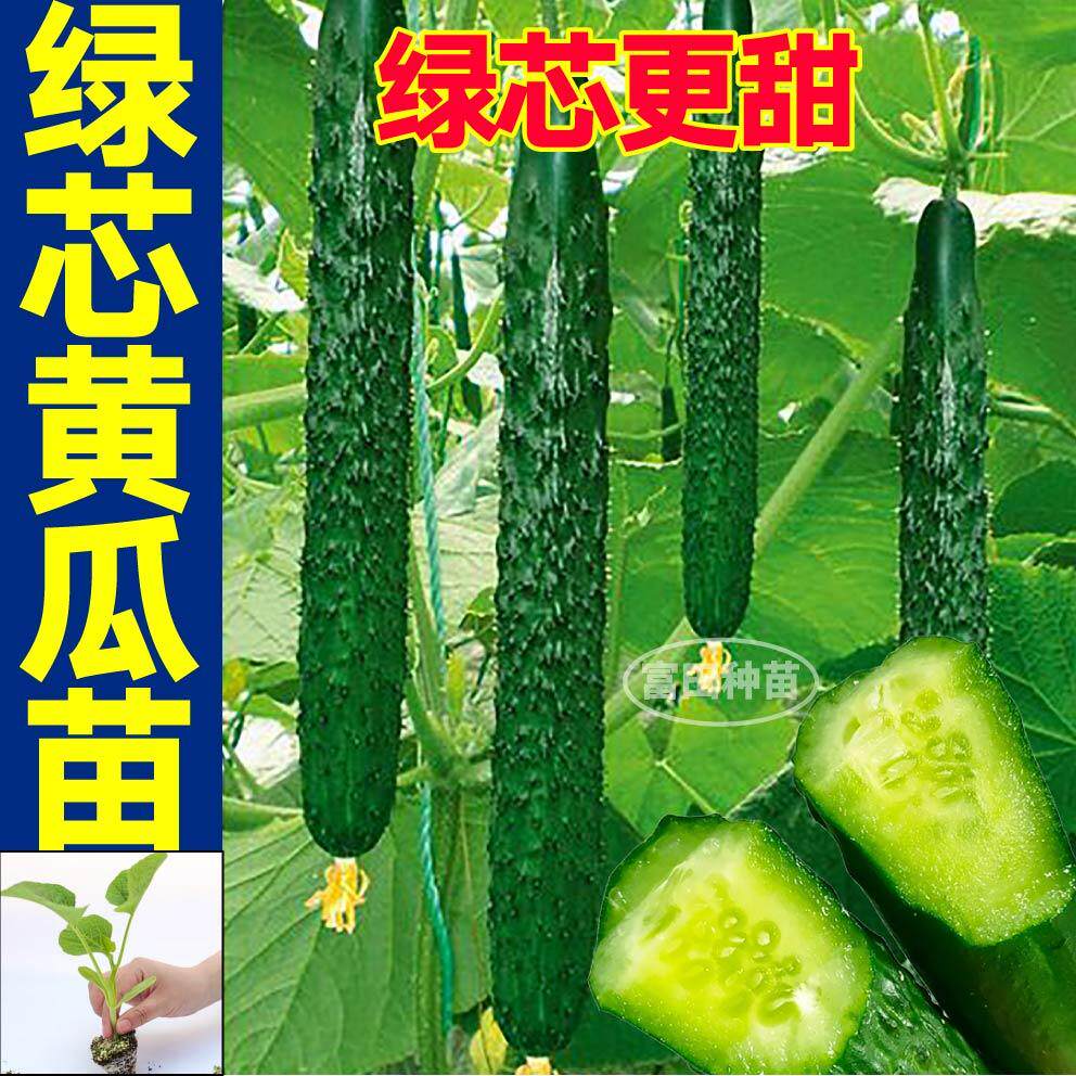 津研四号绿芯黄瓜苗秧带土球水果强磁黄瓜种子籽庭院夏季耐热种植
