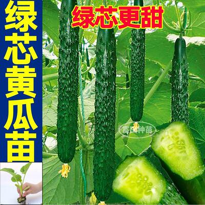津研四号绿芯黄瓜苗秧带土球水果强磁黄瓜种子籽庭院夏季耐热种植