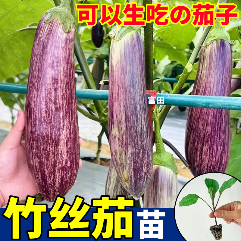 正版竹丝茄苗秧种子面包花茄水果茄子烧烤阳台盆栽庭院种植高产