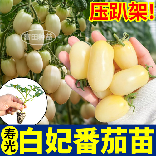 压趴架白妃番茄苗秧四季高产爆甜多汁红黄白黑千禧种子阳台盆栽